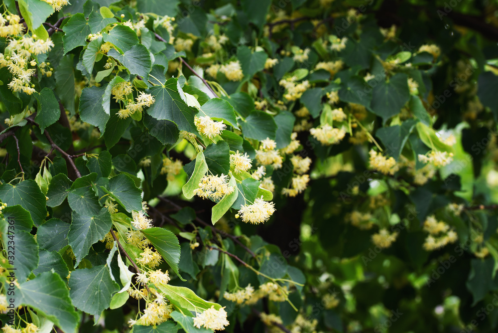 Background of blooming linden inflorescences on branches Background of blooming linden inflorescences on branches