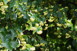 Background of blooming linden inflorescences on branches