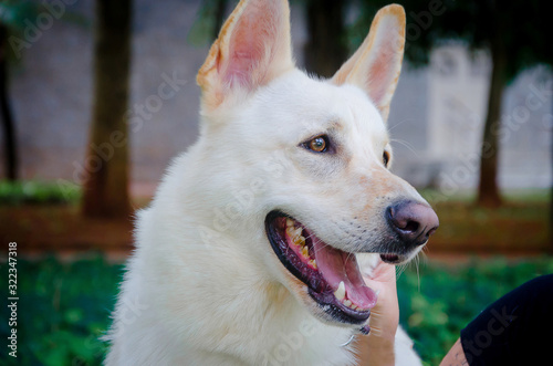 portrait of dog