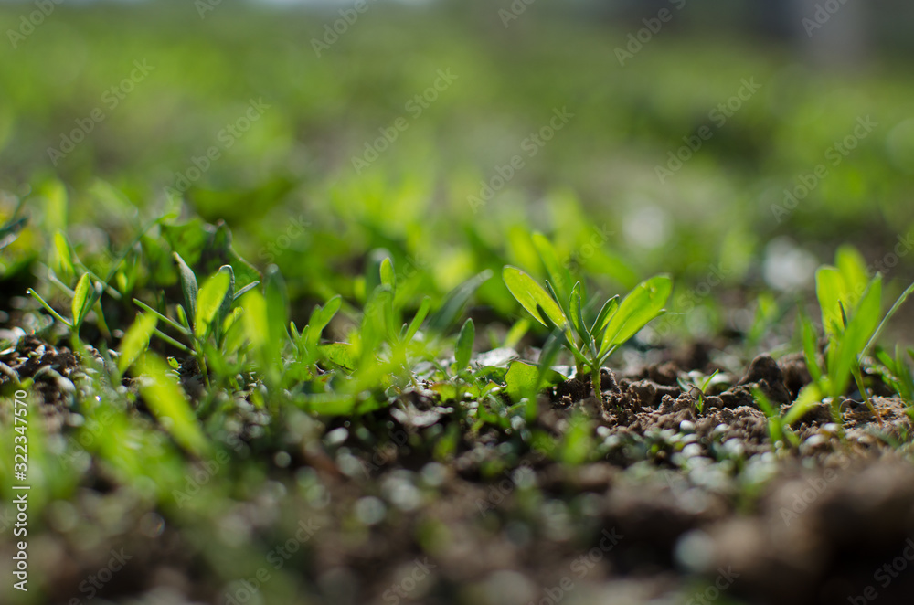 Little green sprouts appeared from the ground Little green sprouts appeared from the ground