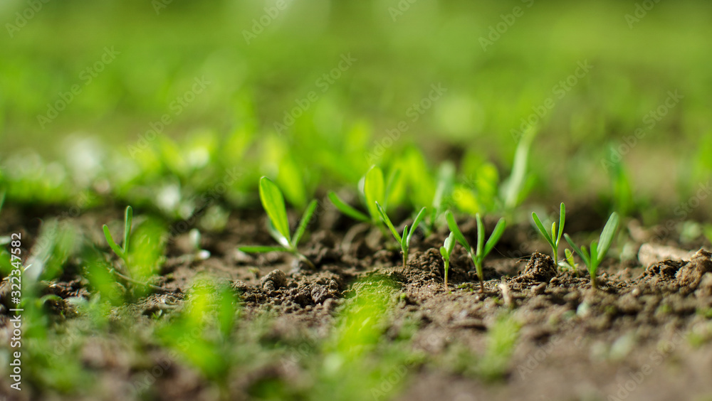 Little green sprouts appeared from the ground Little green sprouts appeared from the ground