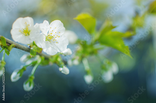 Lovely delicate cherry blossom in warm spring weather for background
