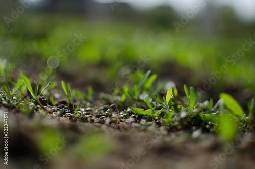 Little green sprouts appeared from the ground