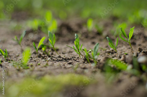 Little green sprouts appeared from the ground