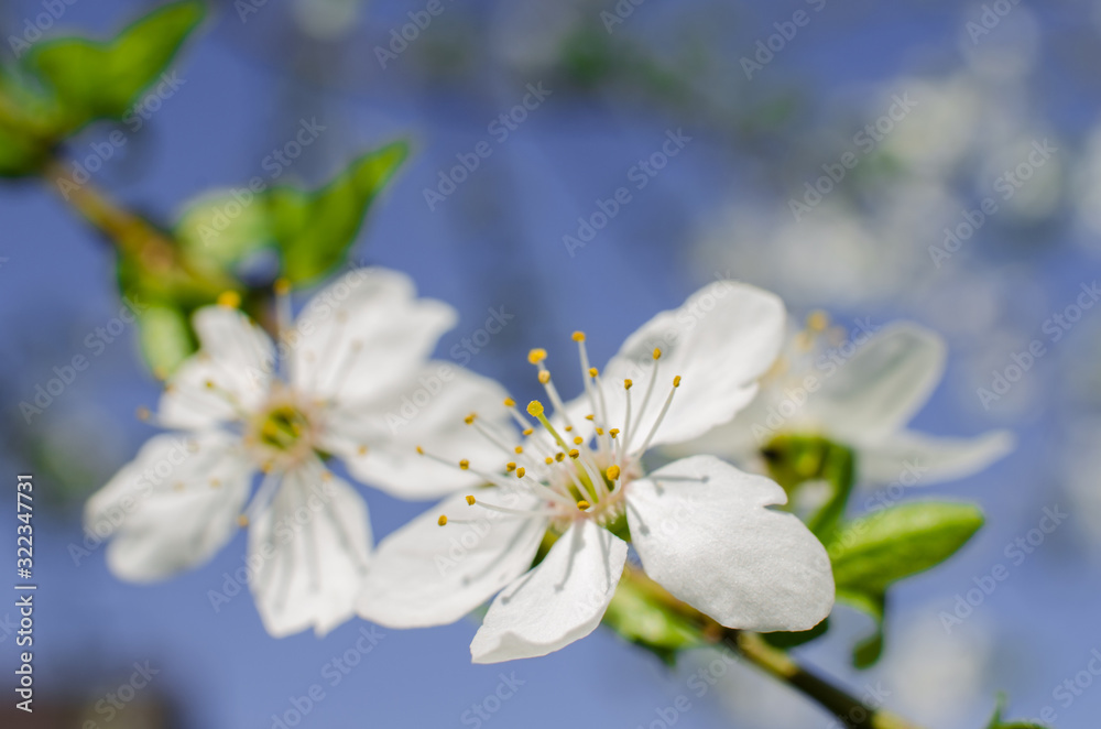 Lovely delicate cherry blossom in warm spring weather for background