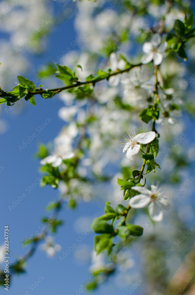 Lovely delicate cherry blossom in warm spring weather for background