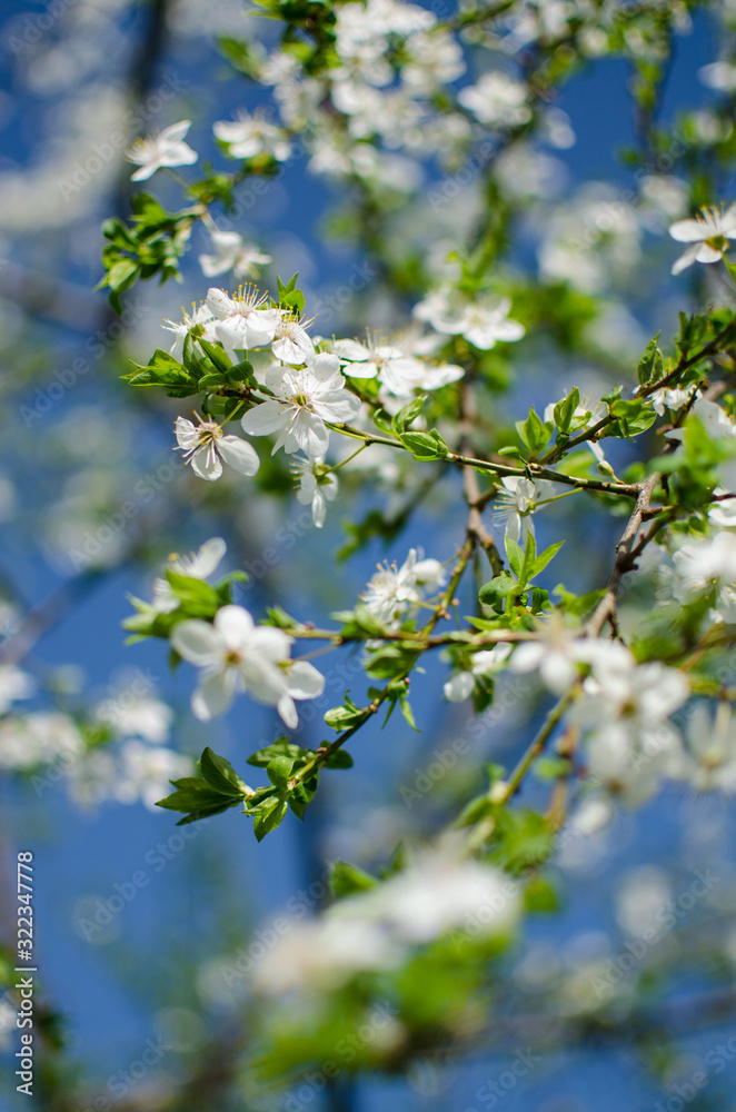 Lovely delicate cherry blossom in warm spring weather for background Lovely delicate cherry blossom in warm spring weather for background