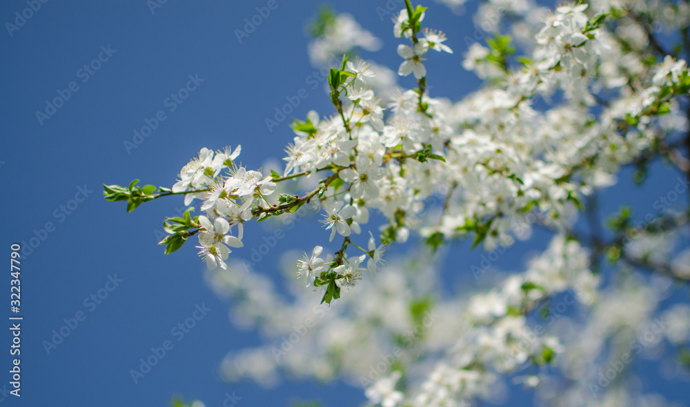 Lovely delicate cherry blossom in warm spring weather for background Lovely delicate cherry blossom in warm spring weather for background