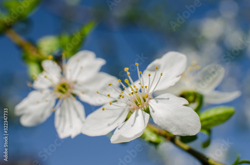 Lovely delicate cherry blossom in warm spring weather for background