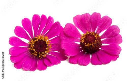 pink zinnia flower isolated