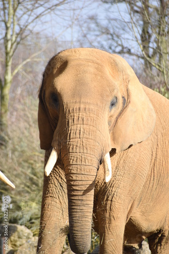 Beautiful African elephant at the zoo