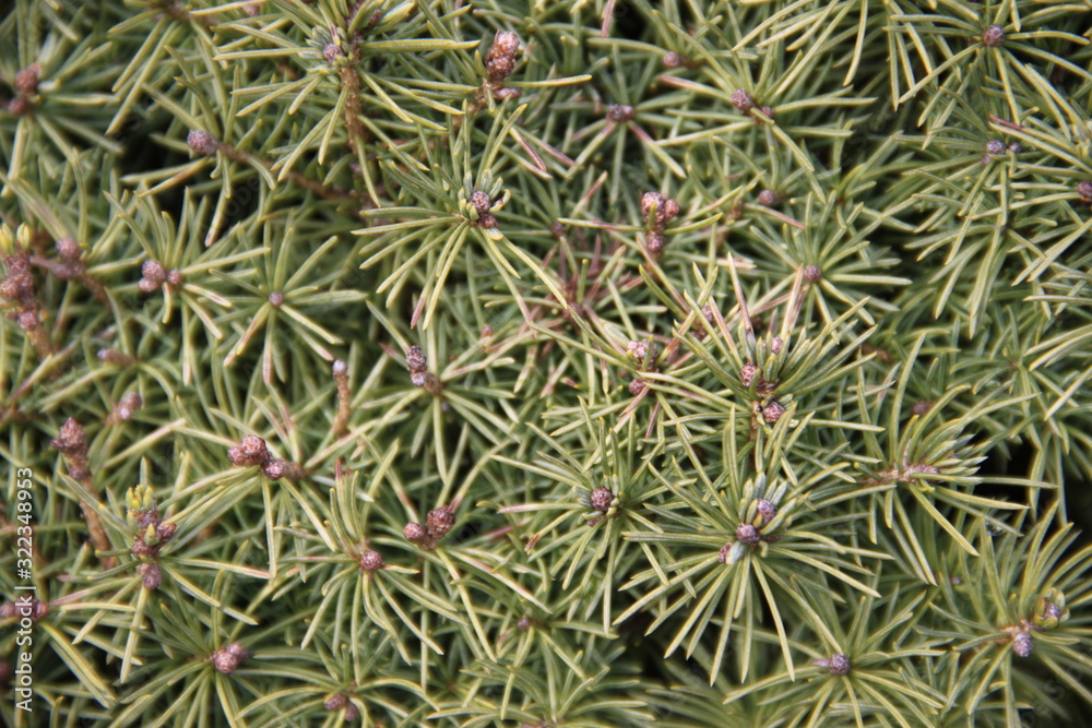 Macro green spine pine tree Macro green spine pine tree