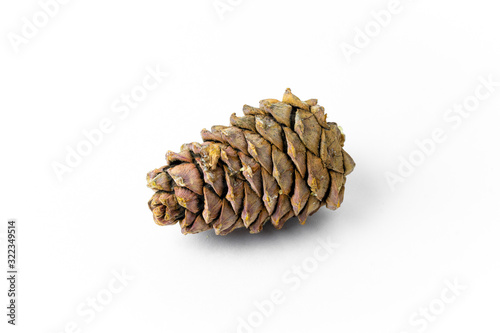 Pine cone ripe in resin. Isolate on a white background