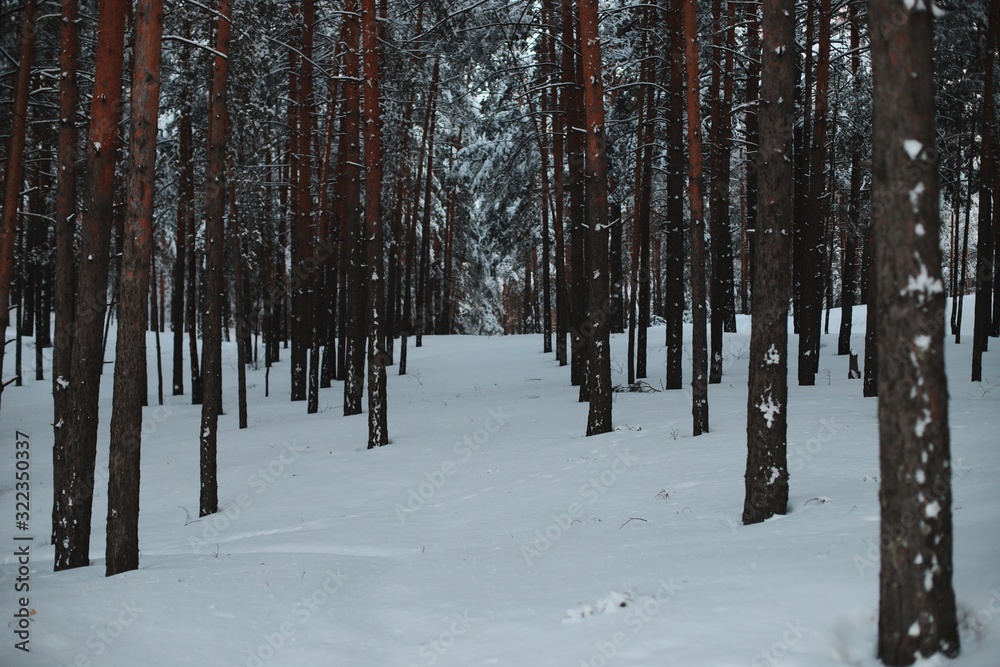 Fototapeta premium Fairytale path among tree trunks in the winter forest.
