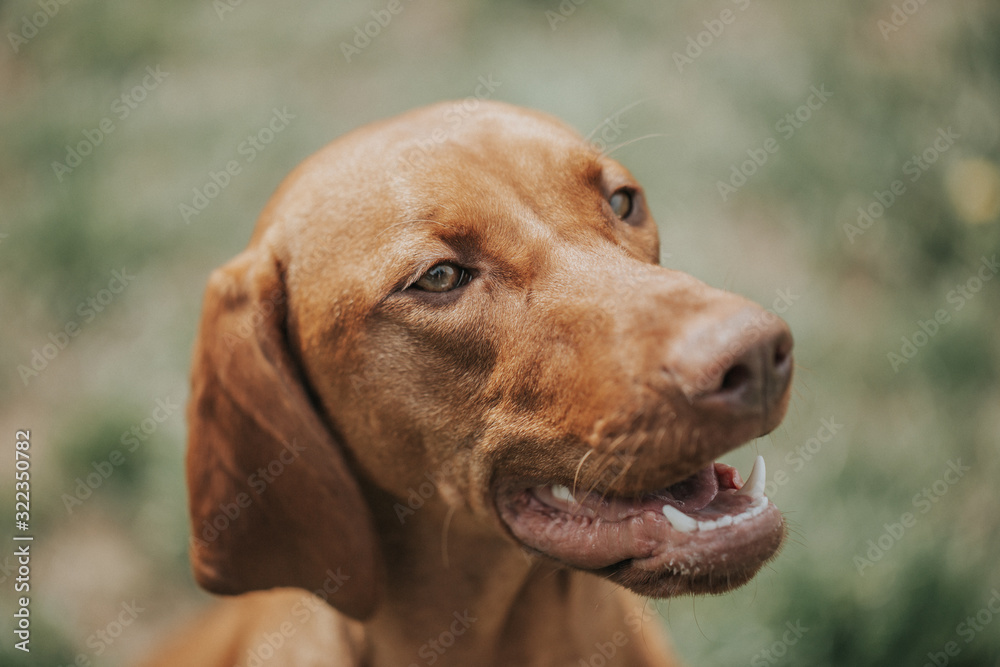 Cute dog portrait during sunny day, animal concept