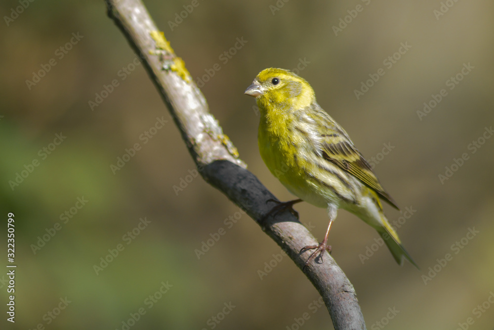 Obraz premium Verzellino (Serinus serinus),primo piano su ramo