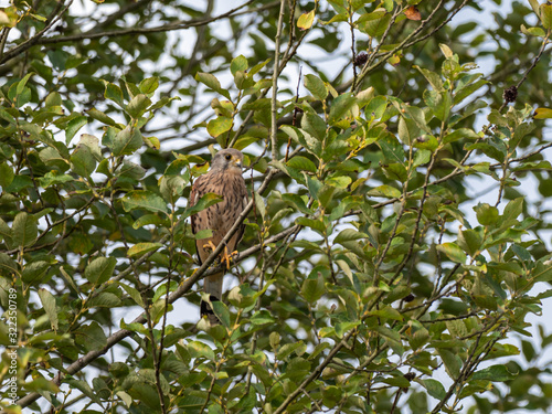 Kestrel on a Branch. Norwood Park. photo