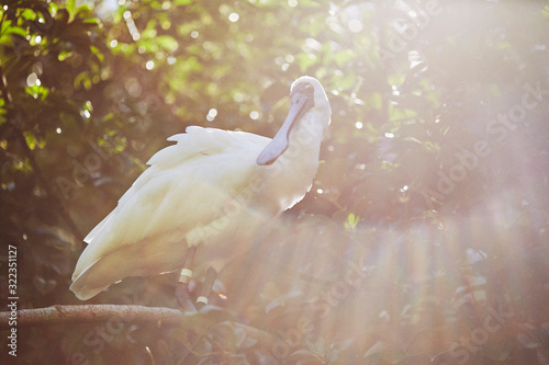 strange bird