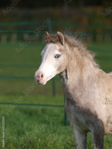 Young Pony Headshot