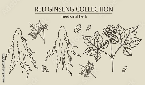 Red or panax ginseng root and berries with leaves for print, logo, label. Hand drawn vector graphic illustration set. Alternative chinese medicine, korean cosmetic, medicinal herb, food supplement.