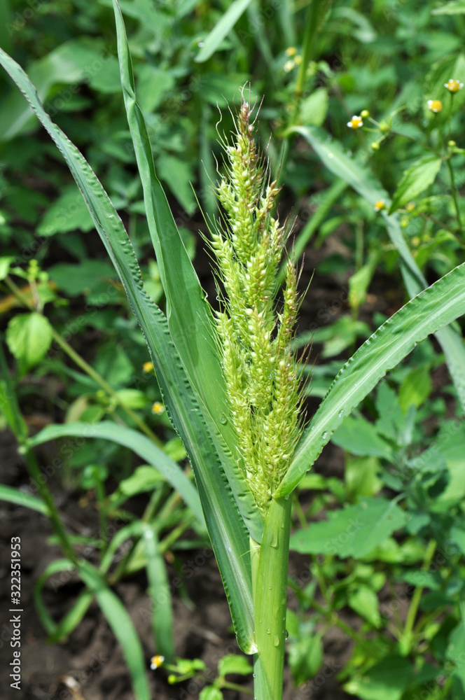 In the field, as weeds grow Echinochloa crus-galli