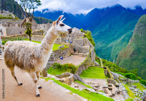 White lama on Machu Picchu inca ruins in Peru © leelook
