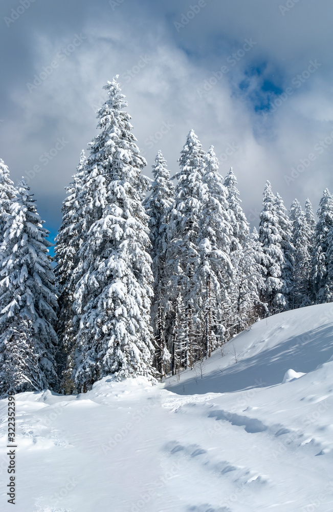 Schwarzwald, Feldberg, Winter, Wald, Tannenbäume