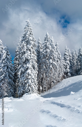 Schwarzwald  Feldberg  Winter  Wald  Tannenb  ume