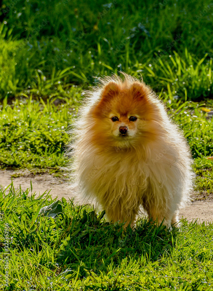 Little dog on a walk on a sunny day.