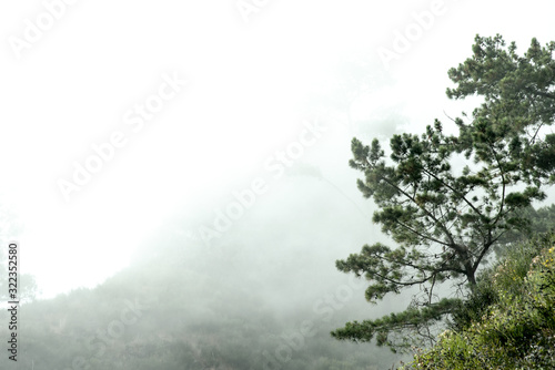 tree and mountain in the fog wallpaper