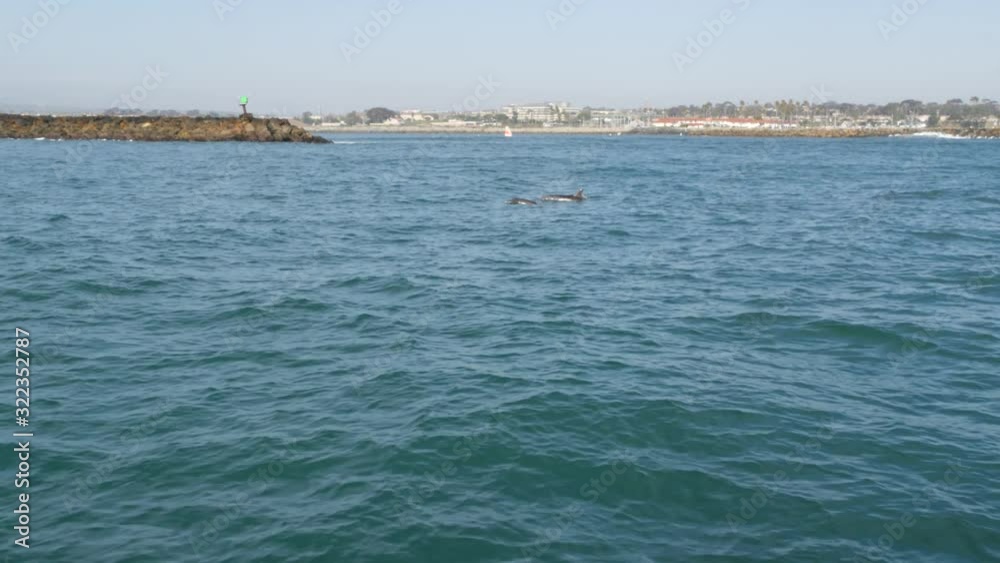 View from the boat, Common Dolphins pod in open water during Whale watching tour, Southern California. Playfully jump out of the Pacific Ocean making splashes and swimming in the sea. Marine wildlife.