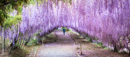 Wisteria Tunnel at Kawachi Fuji Garden with a photographer man walking inside (Fukuoka, Japan)