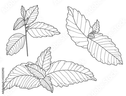 melissa or lemon balm leaves vector set