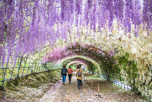 Wisteria Tunnel at Kawachi Fuji Garden with people, tourists inside (Fukuoka, Japan)