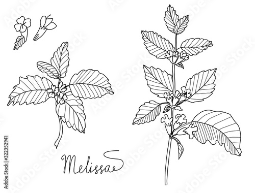 melissa or lemon balm leaves vector set