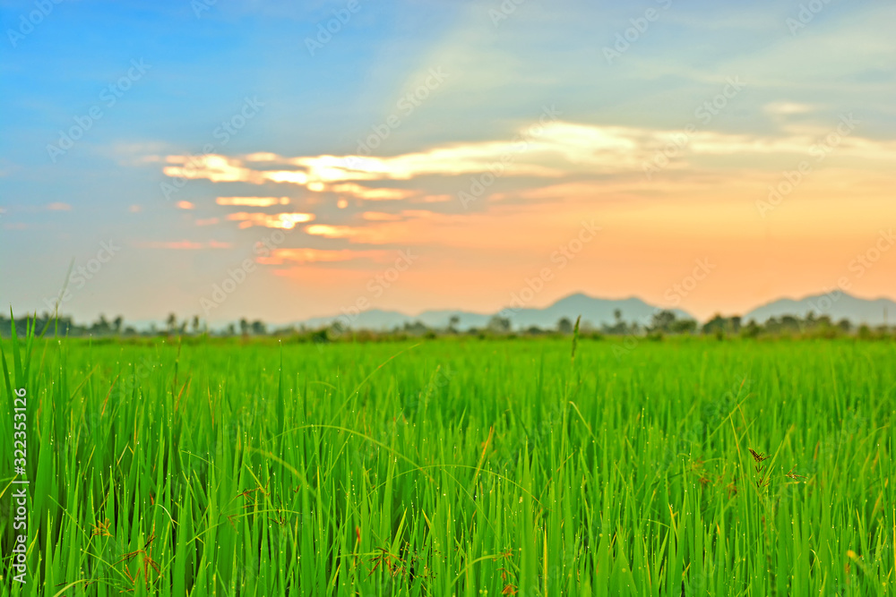 Landscape View Of Beautiful Green fields in the twilight sky
