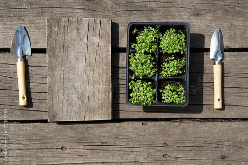 small green tobacco (Nicotiána rústica, mapacho, )  seedling    in plastic pots  and a steel shovel on rustic wooden background. photo