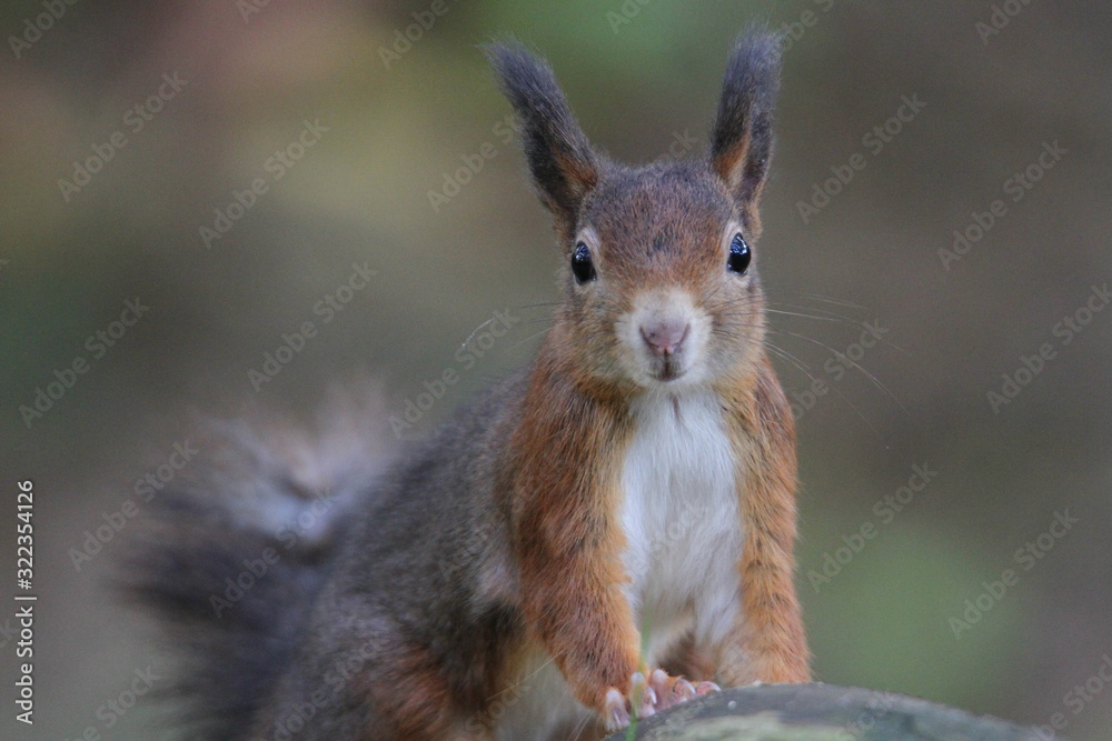 Squirrel Squirrel