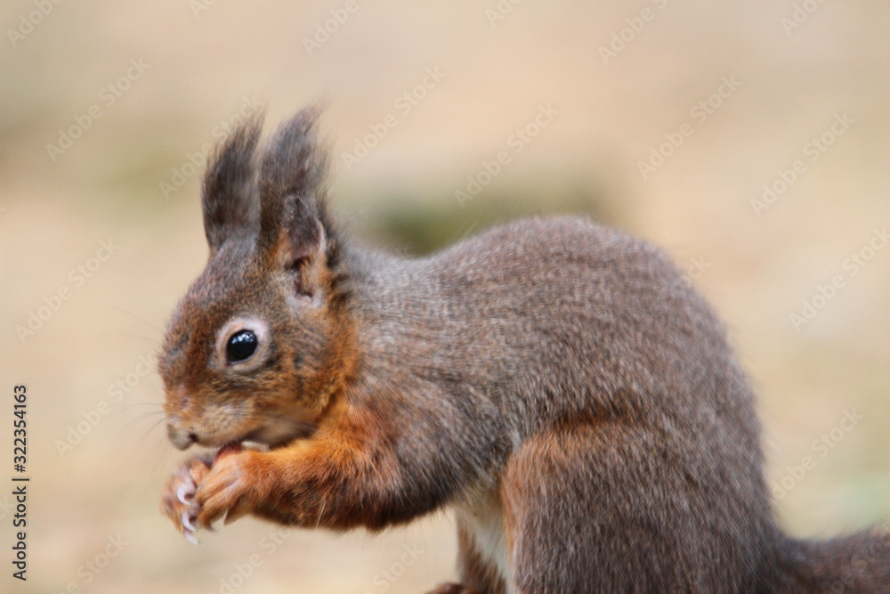Red squirrel Red squirrel
