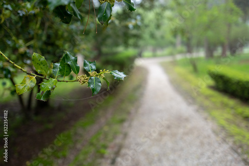 Close-up with shallow depth of field of early buds on holly tree leaves with soft-focus background of a pathway leading to parkland. photo