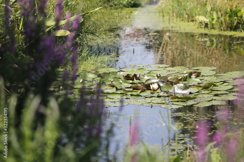 Teich mit Seerose und Wasserpflanze