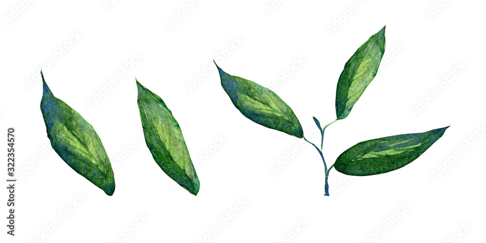 The set of elements of the green branch, leaves, watercolor illustration