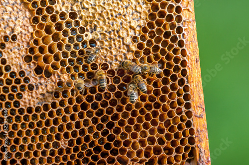 Beekeeping in the Czech Republic - honey bee, details of hive