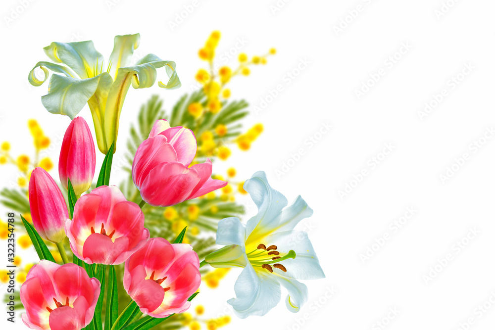 tulip. Bright lily flowers isolated on white background.