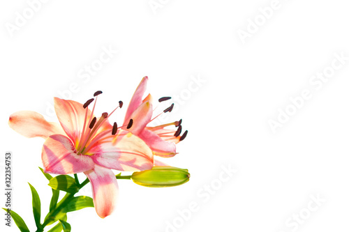 Bright lily flowers isolated on white background. © alenalihacheva