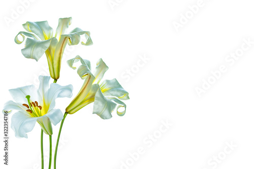 Fototapeta Naklejka Na Ścianę i Meble -  Bright lily flowers isolated on white background.