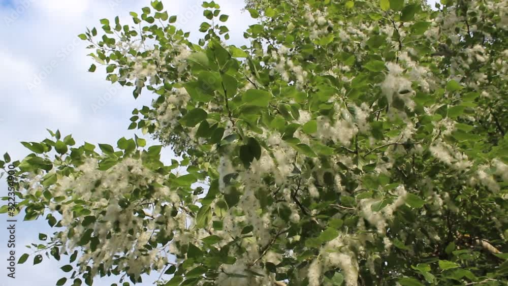 Against the blue-and-white sky, poplar branches wrapped in down like cotton wool. Branches swaying in the wind. Against the blue-and-white sky, poplar branches wrapped in down like cotton wool. Branches swaying in the wind.