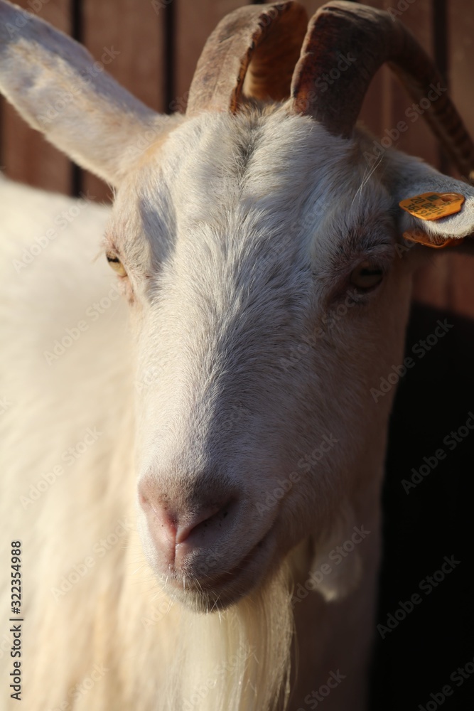 Fototapeta premium koza