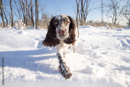 Obraz na płótnie english springer spaniel dog