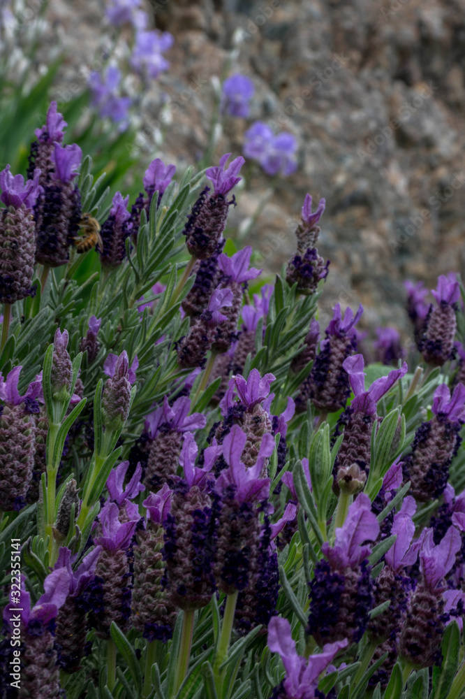 Obraz premium lavender flowers
